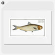 3-17_Ichtyologie-ou-Histoire-naturelle_picture