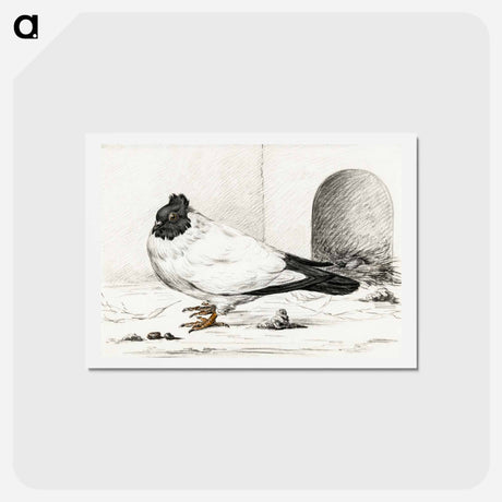 アートポストカード-Pigeon and a nest with an egg - ジャン ベルナール Postcard.