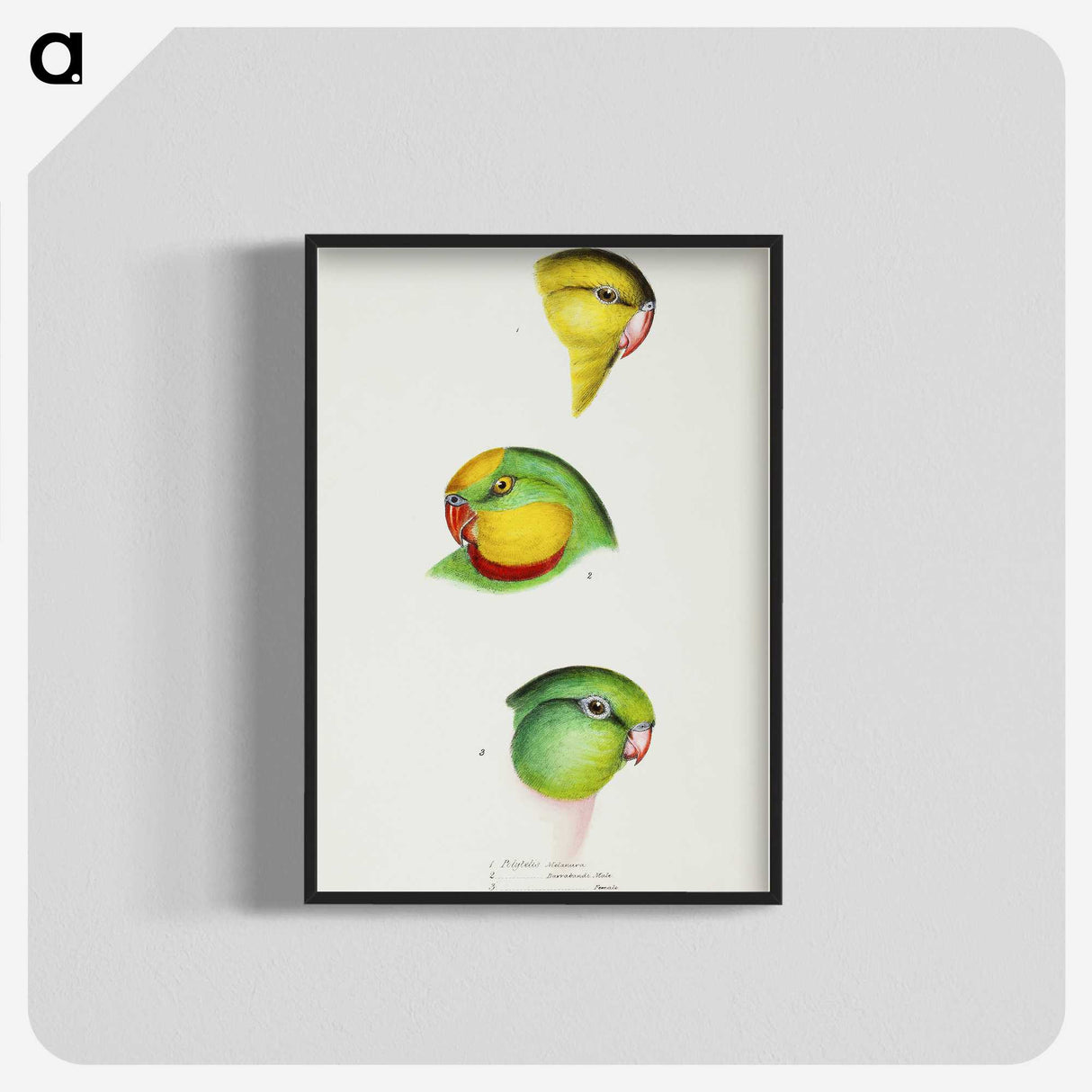 3-17_John-Gould_blk-crop
