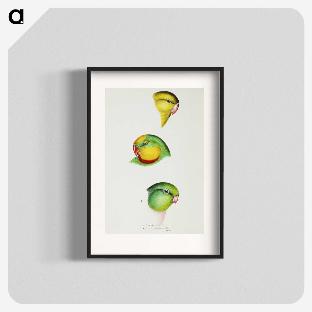 3-17_John-Gould_blk