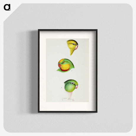 3-17_John-Gould_blk
