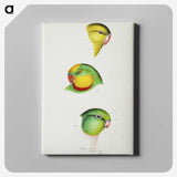 3-17_John-Gould_canvas