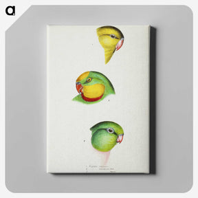 3-17_John-Gould_canvas