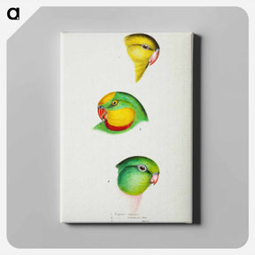 アートパネル-Australian Parrots
 - ジョン グールド Canvas.