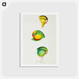 アートポストカード-Australian Parrots
 - ジョン グールド Postcard.