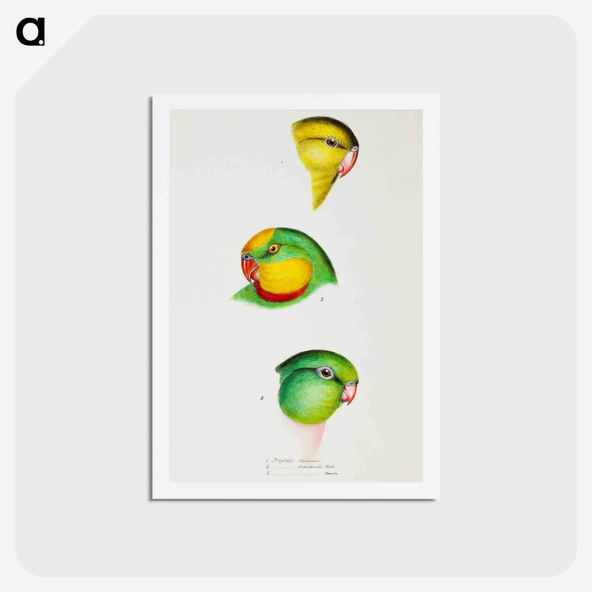 アートポストカード-Australian Parrots
 - ジョン グールド Postcard.