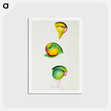 アートポストカード-Australian Parrots
 - ジョン グールド Postcard.
