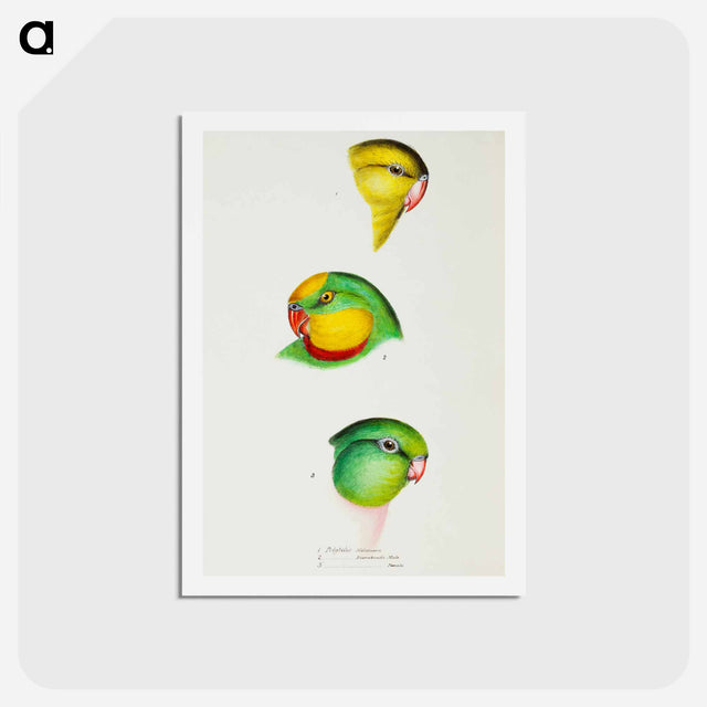 アートポストカード-Australian Parrots
 - ジョン グールド Postcard.
