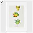 3-17_John-Gould_picture
