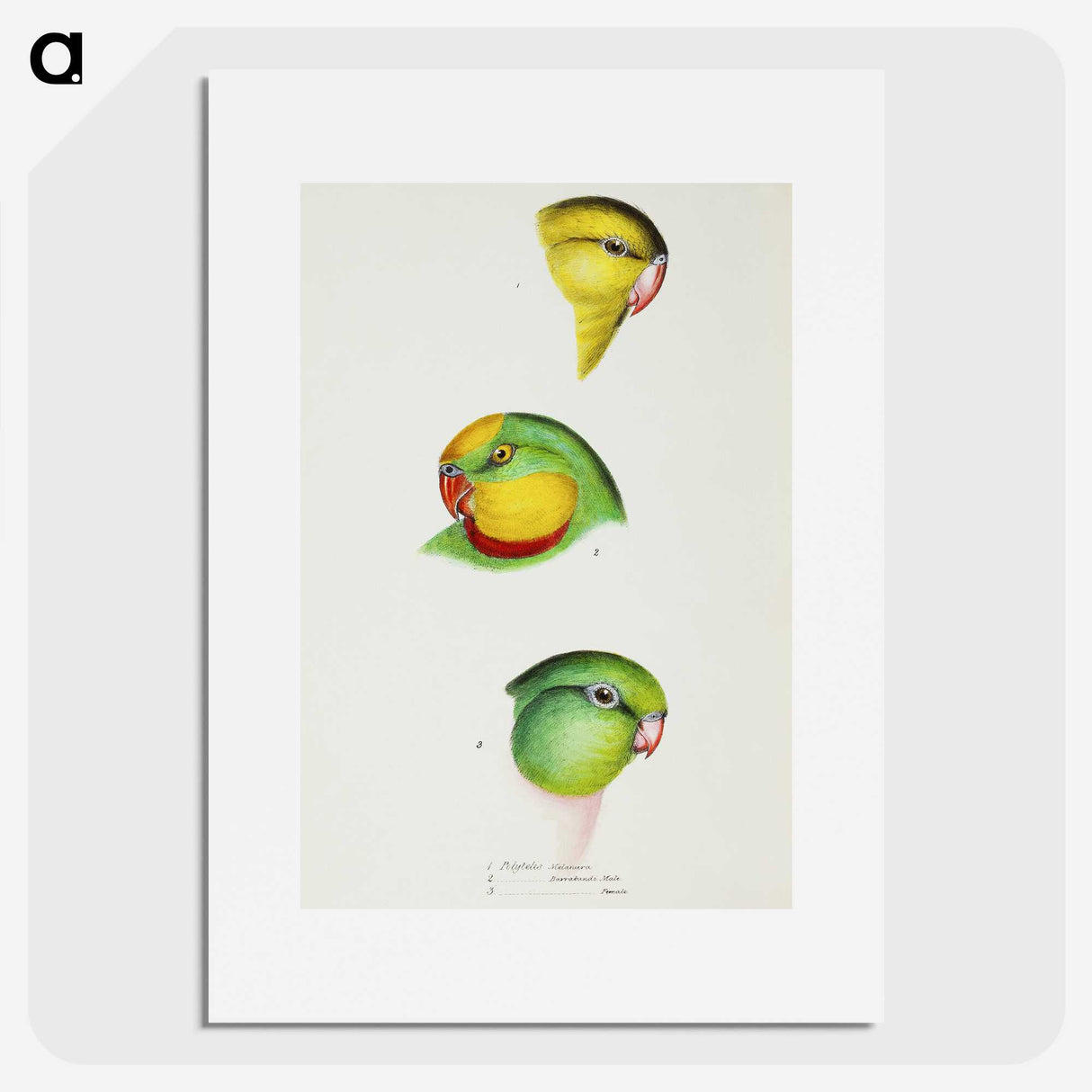 3-17_John-Gould_picture