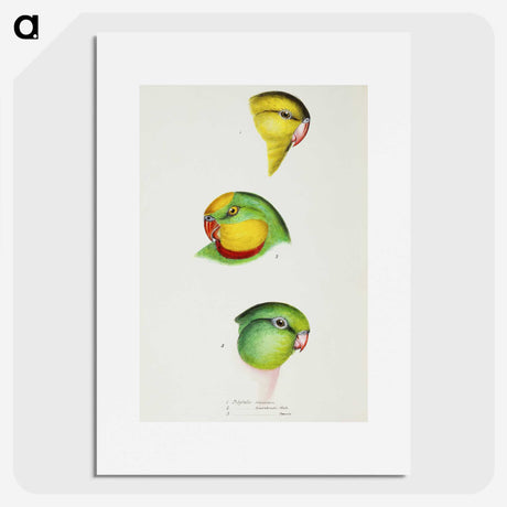 3-17_John-Gould_picture