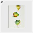 3-17_John-Gould_postcard