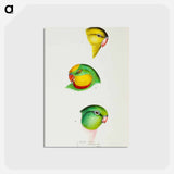 アートポストカード-Australian Parrots
 - ジョン グールド Postcard.
