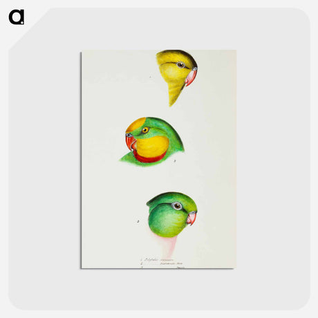 アートポストカード-Australian Parrots
 - ジョン グールド Postcard.