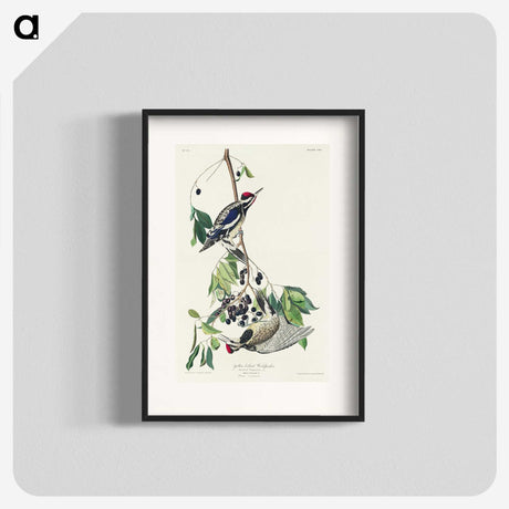 3-17_John-James-Audubon_blk
