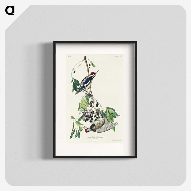 3-17_John-James-Audubon_blk