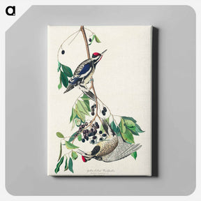 アートパネル-Yellow-bellied Woodpecker
 - ジョン ジェームス オーデュボン Canvas.
