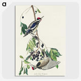 3-17_John-James-Audubon_picture-crop