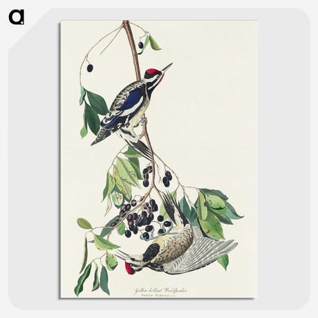 3-17_John-James-Audubon_picture-crop