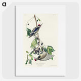 3-17_John-James-Audubon_picture