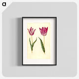 3-17_Maria-Sibylla-Merian_blk