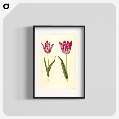 3-17_Maria-Sibylla-Merian_blk