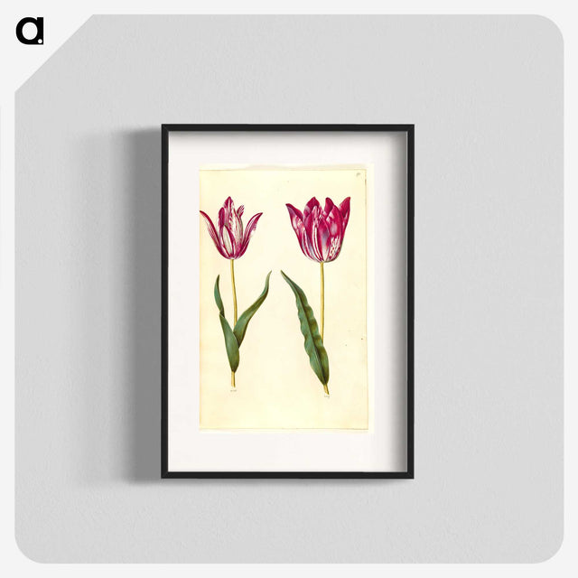3-17_Maria-Sibylla-Merian_blk