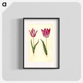 アートポスター-Tulipa gesneriana
 - マリア ジビーラ メーリアン Poster.