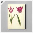 アートパネル-Tulipa gesneriana
 - マリア ジビーラ メーリアン Canvas.