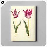 アートパネル-Tulipa gesneriana
 - マリア ジビーラ メーリアン Canvas.