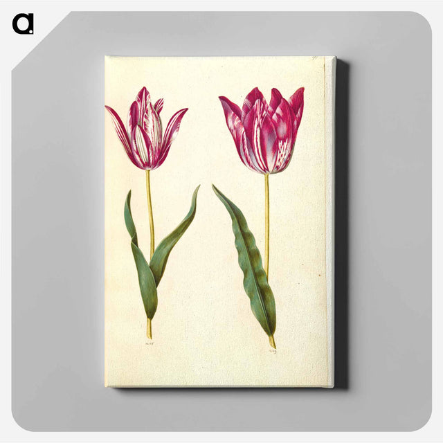 アートパネル-Tulipa gesneriana
 - マリア ジビーラ メーリアン Canvas.