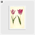 アートポストカード-Tulipa gesneriana
 - マリア ジビーラ メーリアン Postcard.