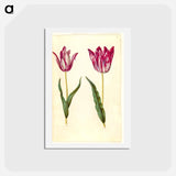 アートポストカード-Tulipa gesneriana
 - マリア ジビーラ メーリアン Postcard.