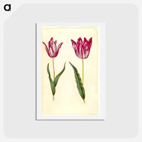 アートポストカード-Tulipa gesneriana
 - マリア ジビーラ メーリアン Postcard.