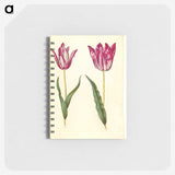 3-17_Maria-Sibylla-Merian_memo