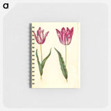 アートメモ帳-Tulipa gesneriana
 - マリア ジビーラ メーリアン Memo.