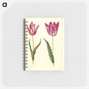 アートメモ帳-Tulipa gesneriana
 - マリア ジビーラ メーリアン Memo.
