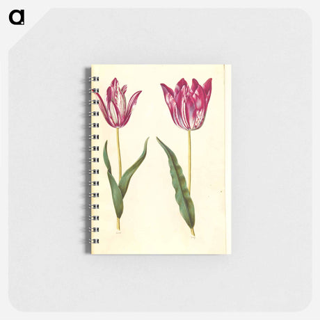 アートメモ帳-Tulipa gesneriana
 - マリア ジビーラ メーリアン Memo.