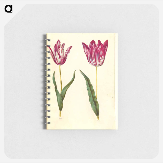アートメモ帳-Tulipa gesneriana
 - マリア ジビーラ メーリアン Memo.