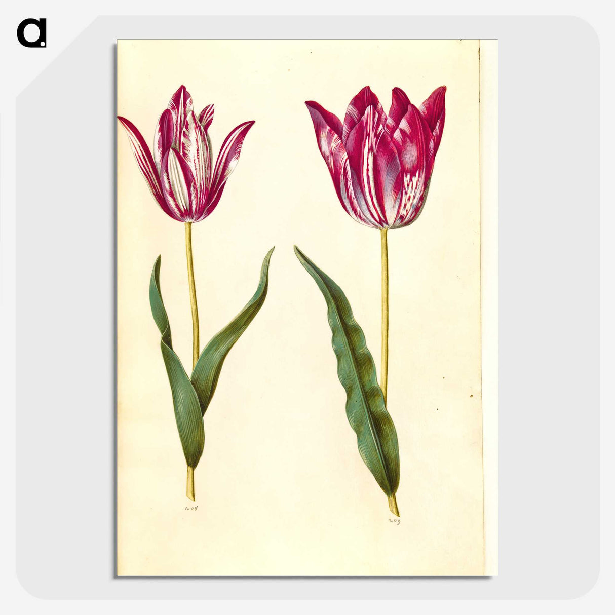 3-17_Maria-Sibylla-Merian_picture-crop