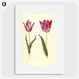 3-17_Maria-Sibylla-Merian_picture