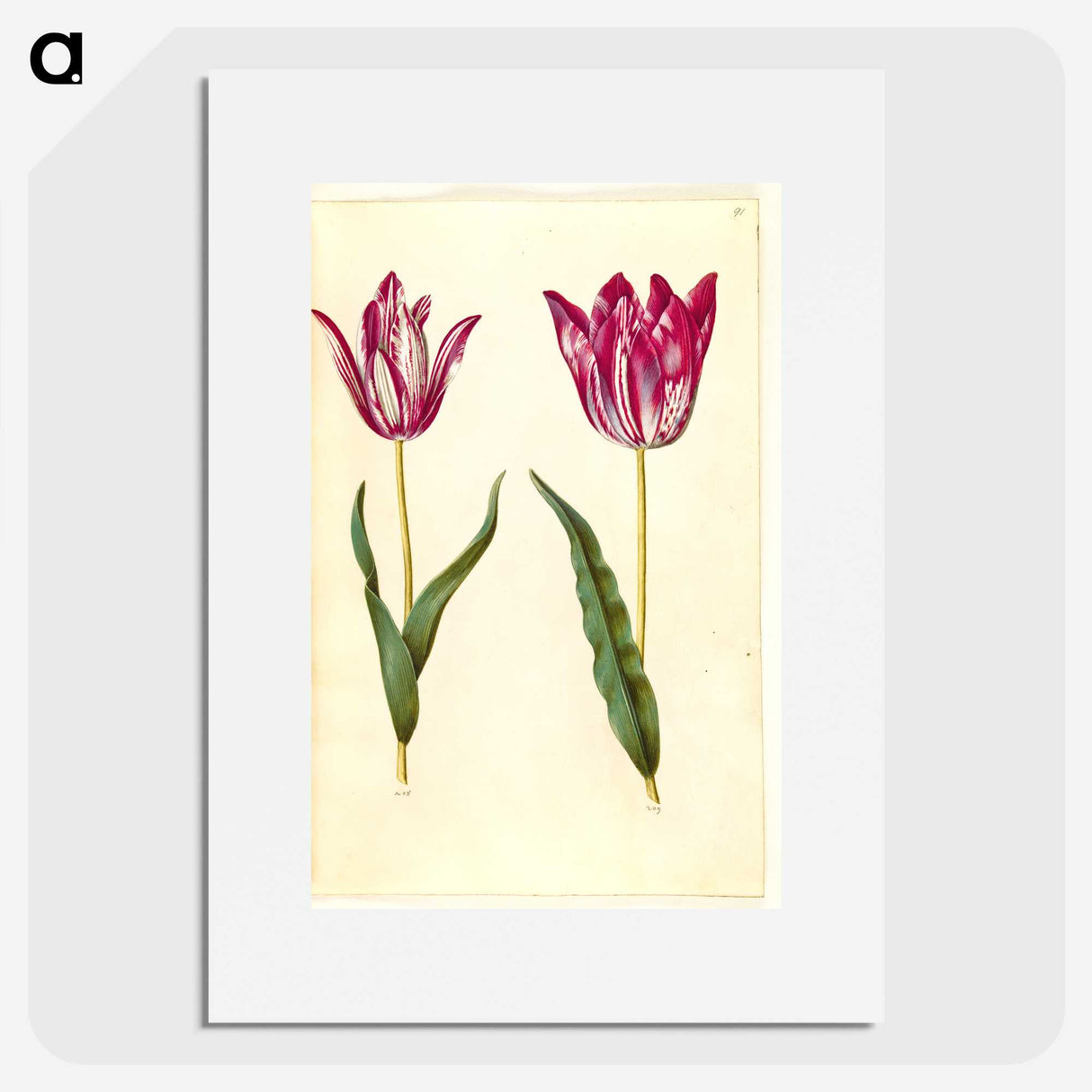 3-17_Maria-Sibylla-Merian_picture