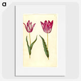 3-17_Maria-Sibylla-Merian_picture