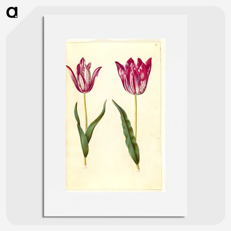 3-17_Maria-Sibylla-Merian_picture