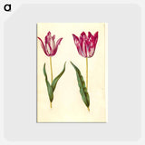 アートポストカード-Tulipa gesneriana
 - マリア ジビーラ メーリアン Postcard.