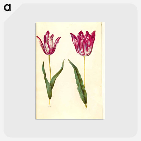 アートポストカード-Tulipa gesneriana
 - マリア ジビーラ メーリアン Postcard.