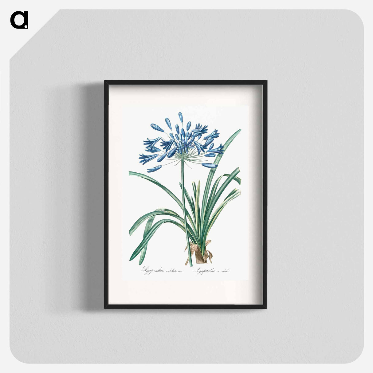 African lily illustration - Pierre Joseph Redouté Poster.