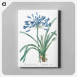 アートパネル-African lily illustration - ピエール ジョゼフ ルドゥーテ Canvas.