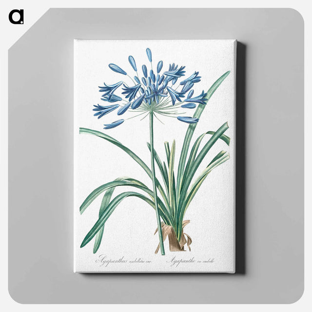 アートパネル-African lily illustration - ピエール ジョゼフ ルドゥーテ Canvas.