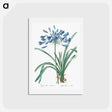 アートポストカード-African lily illustration - ピエール ジョゼフ ルドゥーテ Postcard.